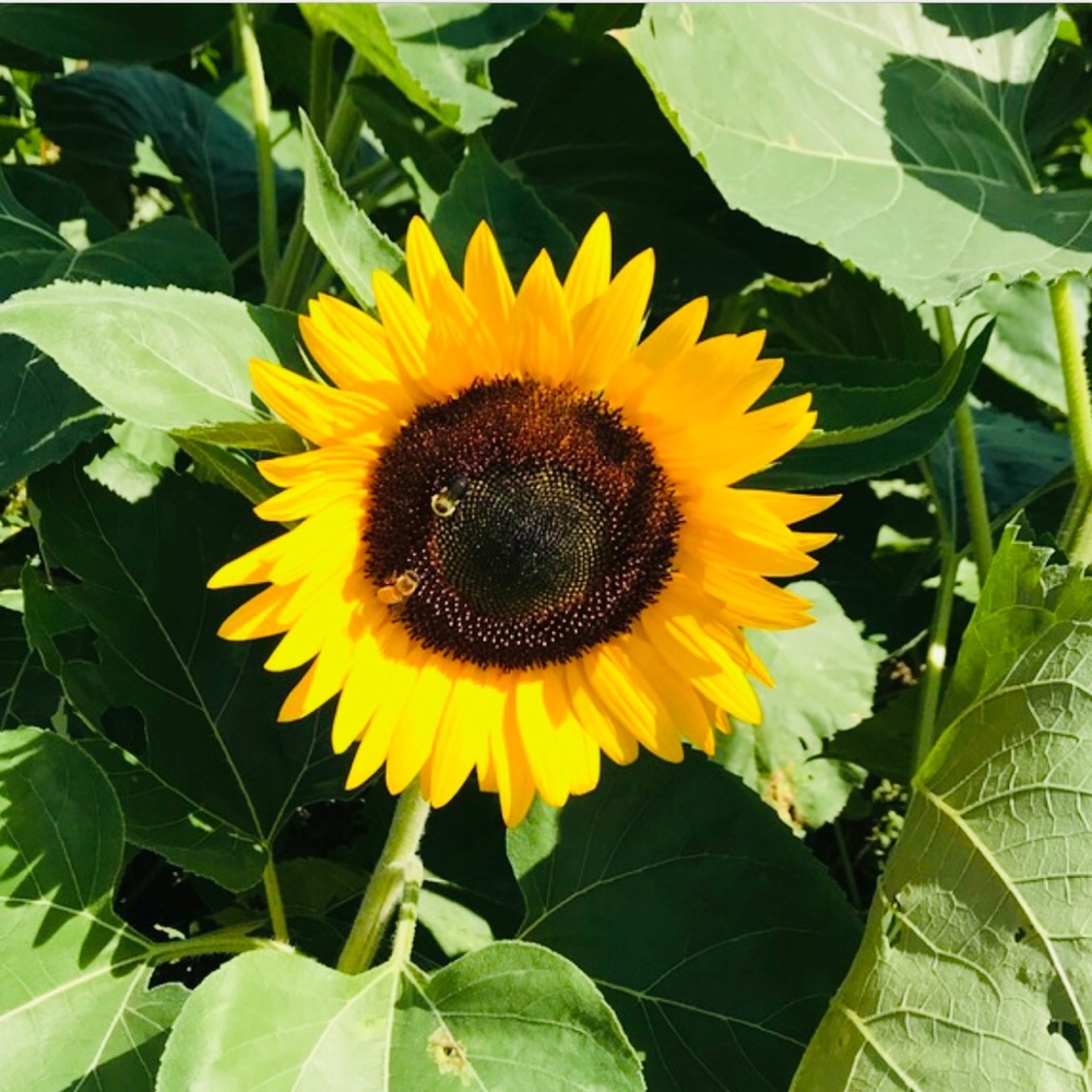 Meet your Posher, Teresa